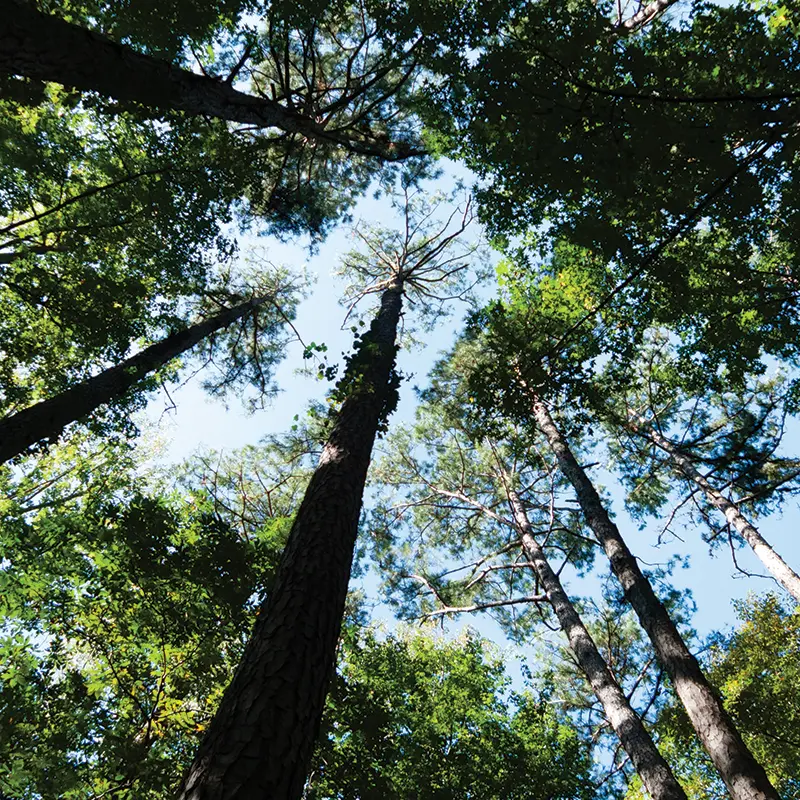 forest trees and sky lake oconee
