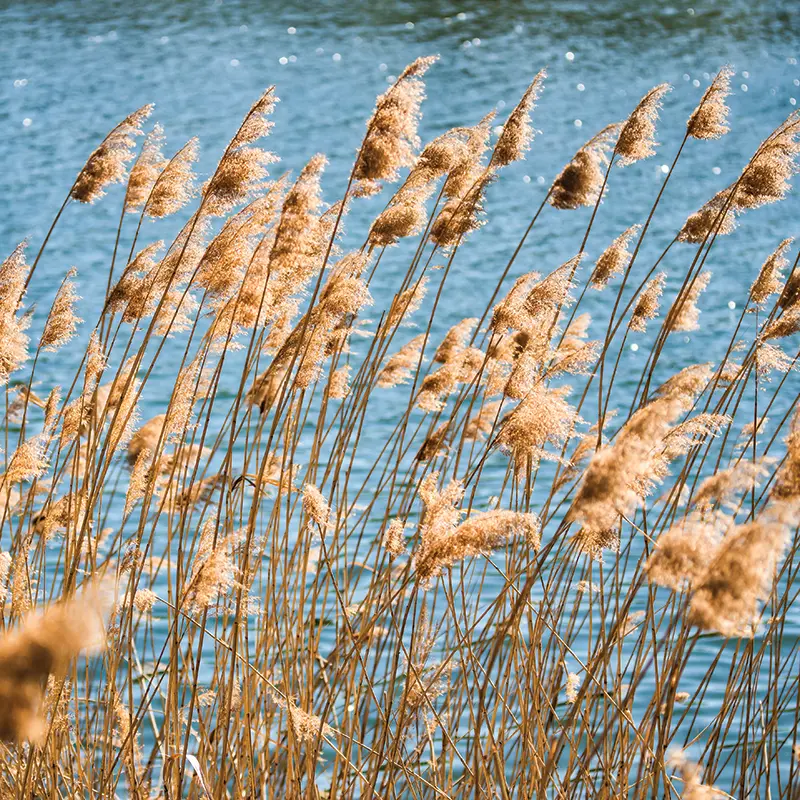 lake oconee grass waterview