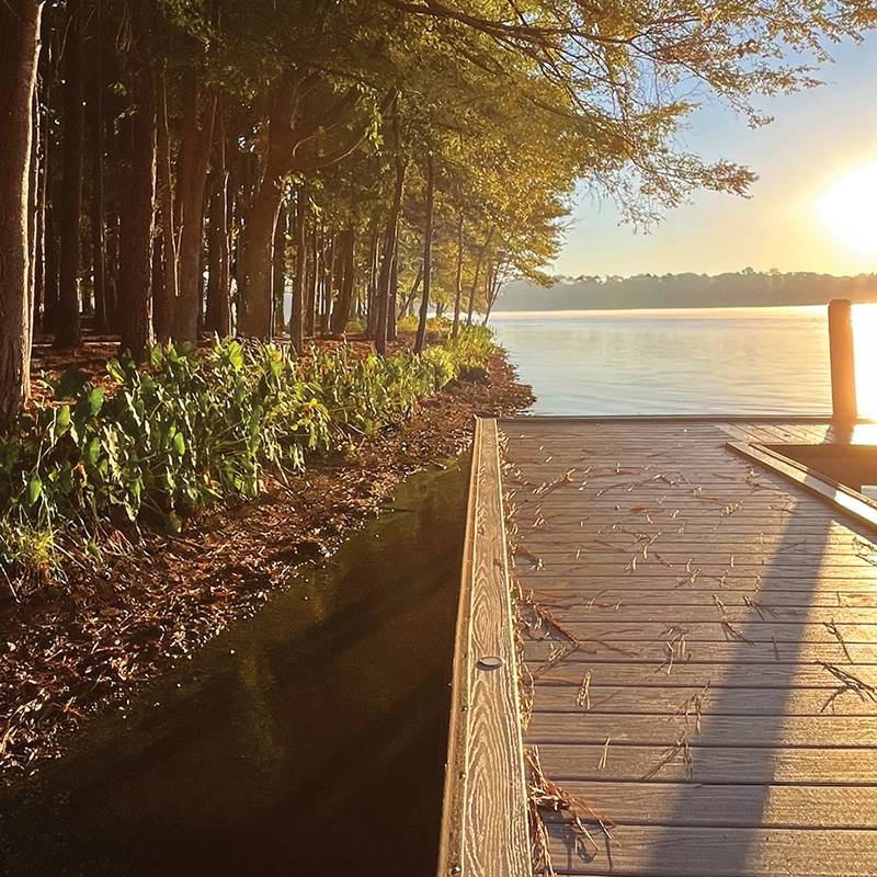 forest trees and sky lake oconee
